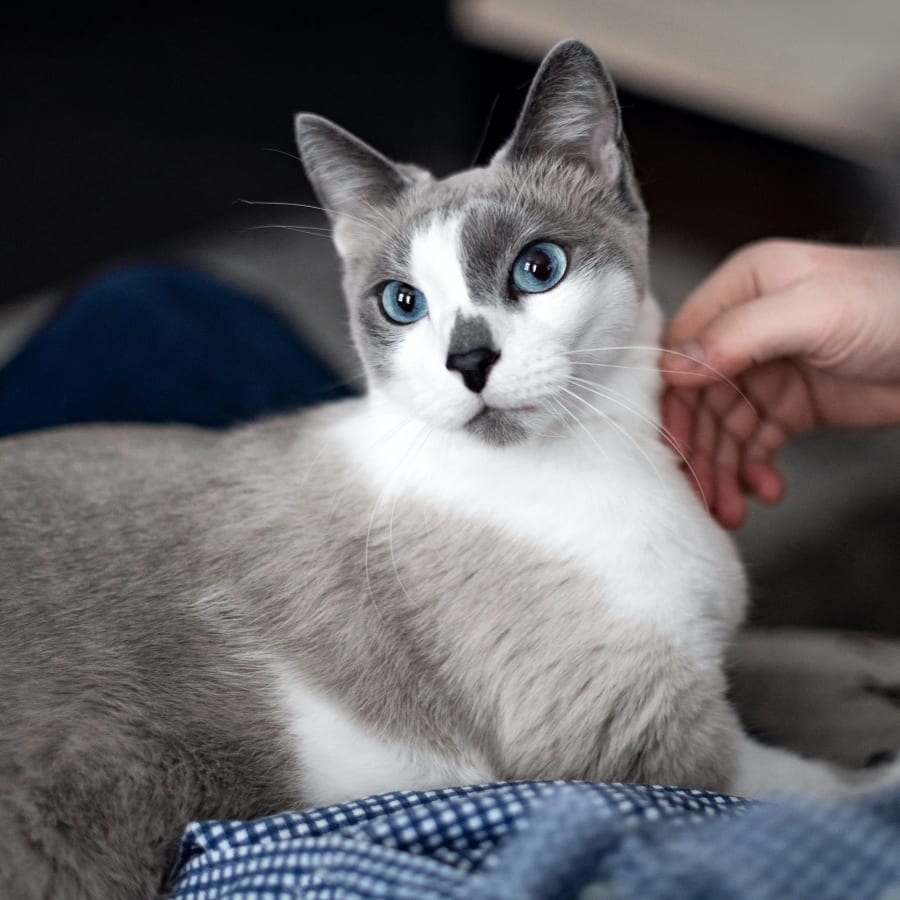 Legacy Animal Medical Center in Liberty Lake