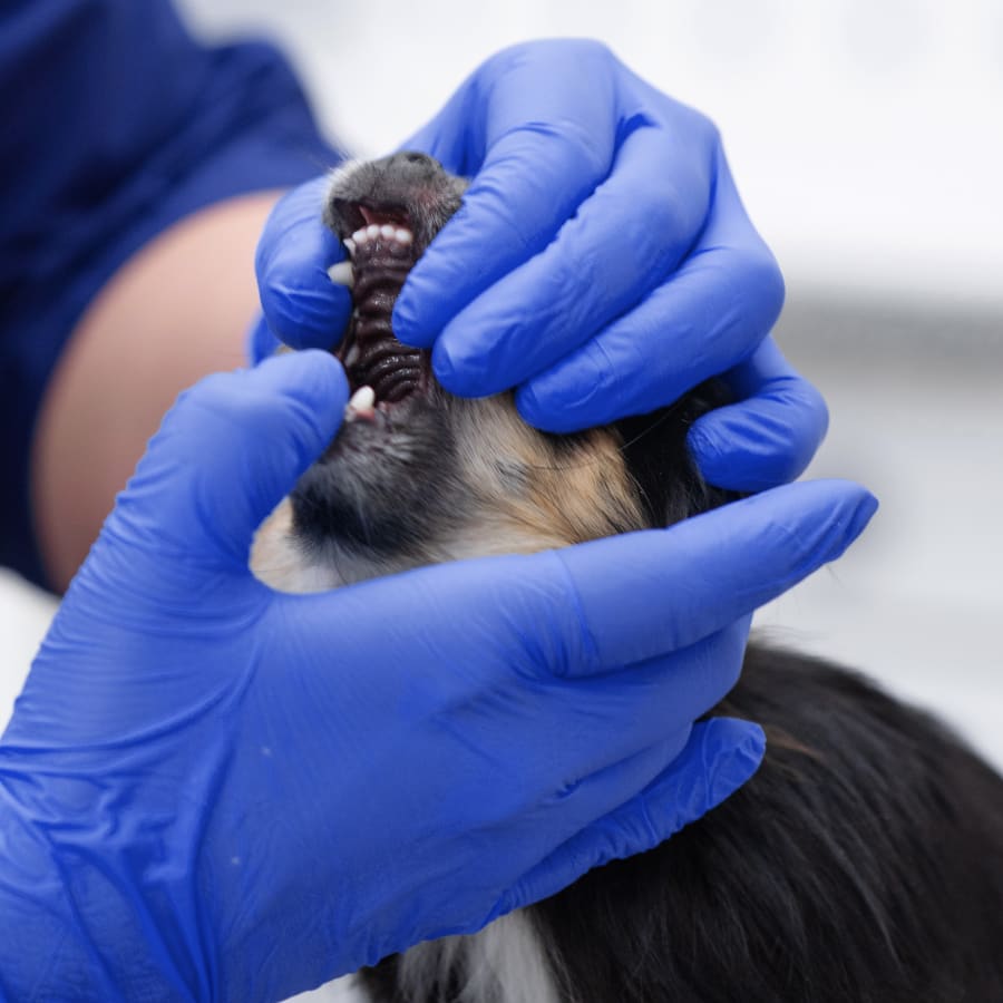 Veterinary dentist at Liberty Lake animal hospital