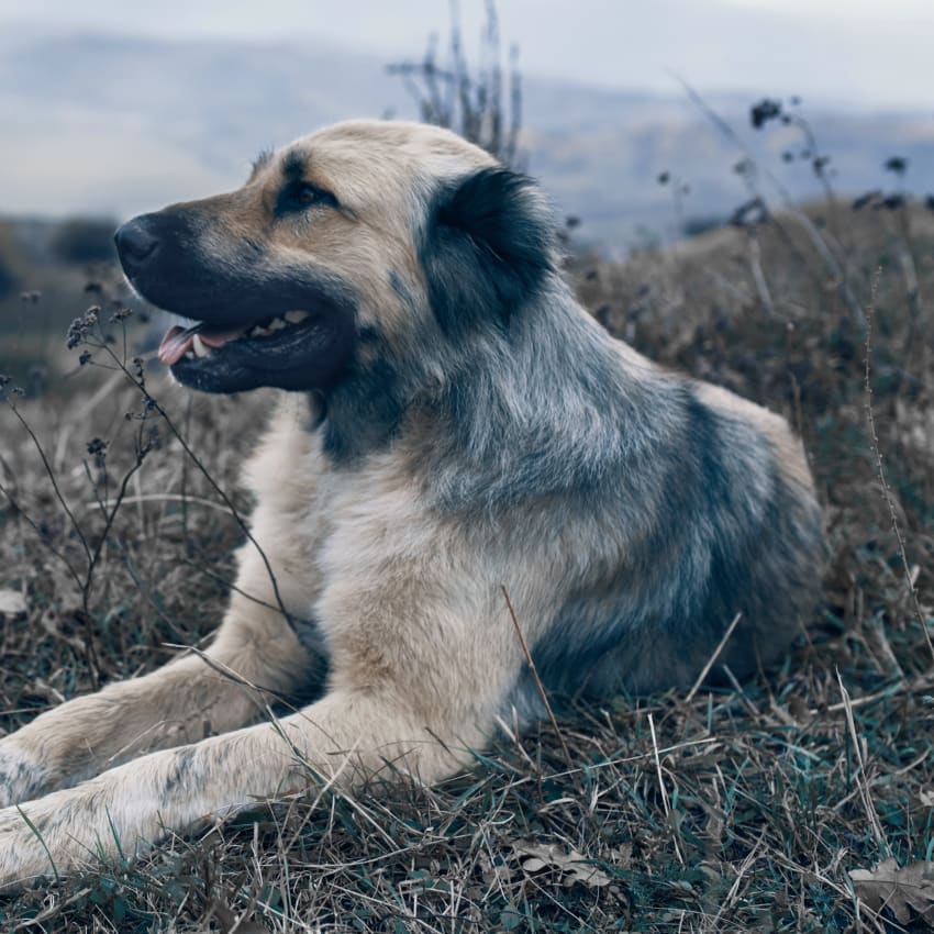 Geriatric Care for Pets, Liberty Lake