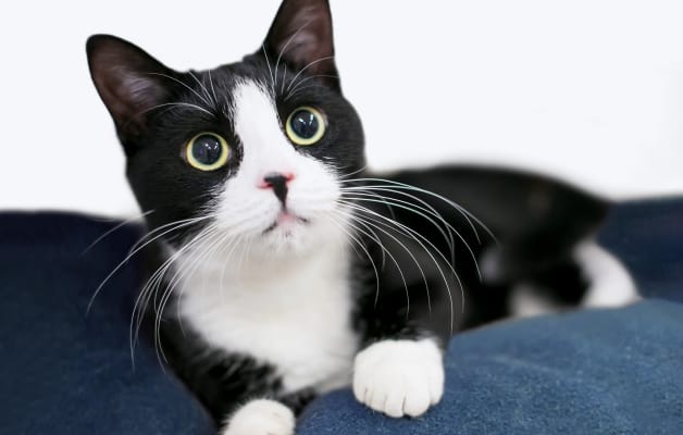 Lab Services, Legacy Animal Medical Center, Liberty Lake