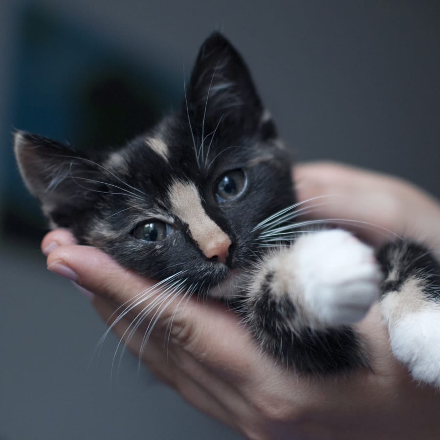 Puppies & Kittens, Liberty Lake Veterinarians