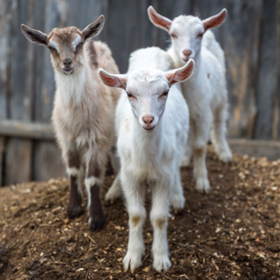 Small Farm Animal Services, Liberty Lake Veterinarians