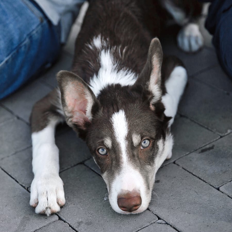 Dog surgery in Liberty Lake