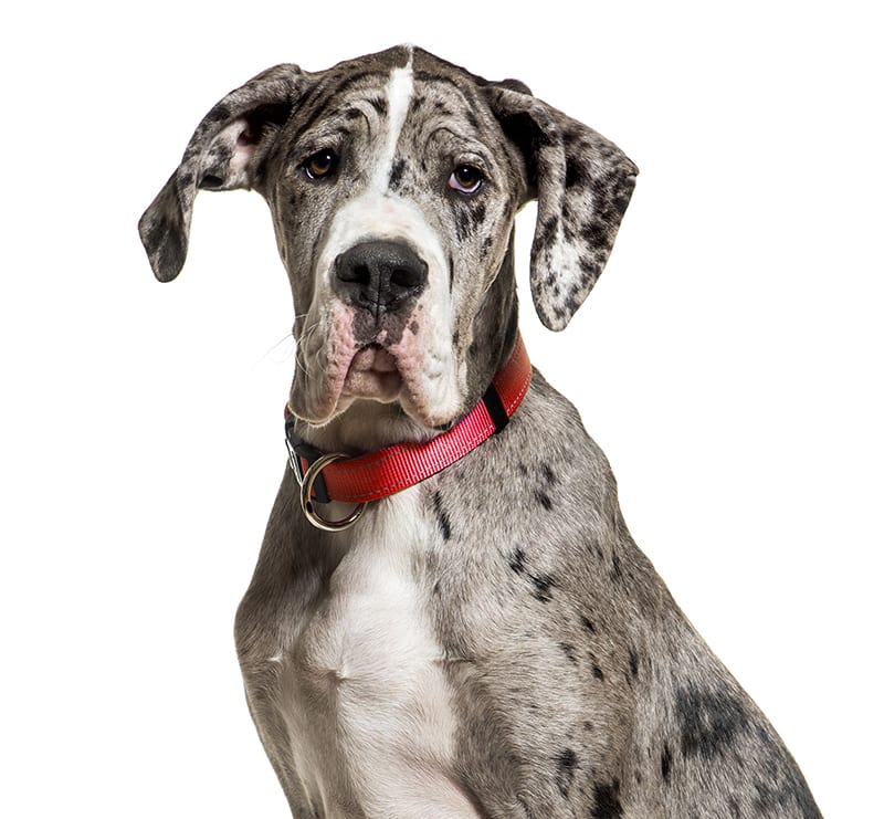 Giant Dogs, Legacy Animal Medical Center